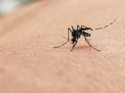 Antígeno NS1 y anticuerpos anti dengue